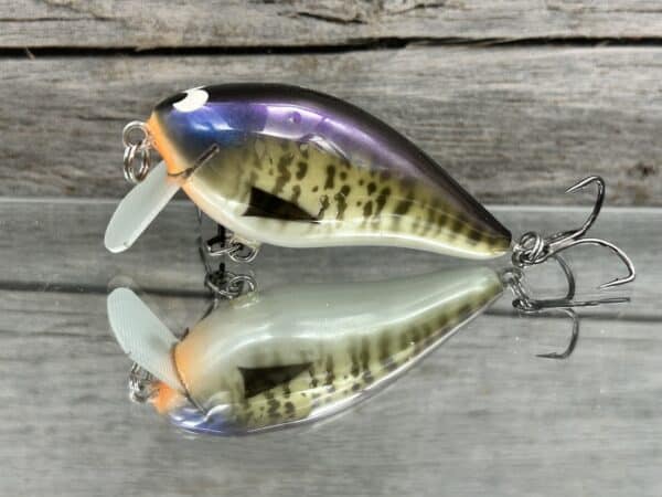 Black Label Balsa - BL 1.5 SSR - Balsa - Money Gill Color