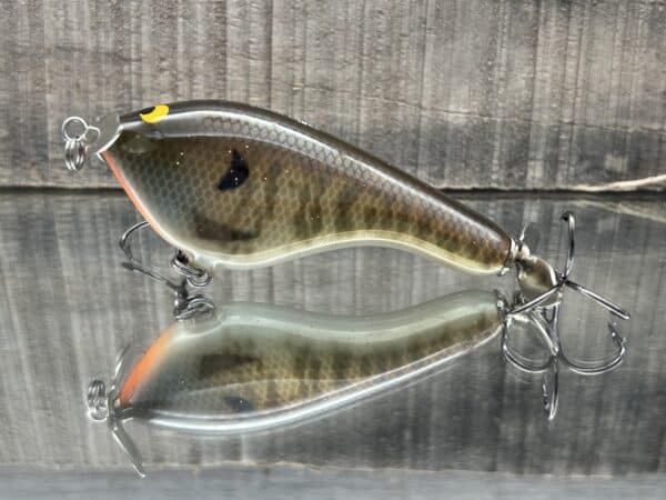 Black Label Balsa - Tease - Custom Balsa Topwater Prop Bait - Golden Gill color
