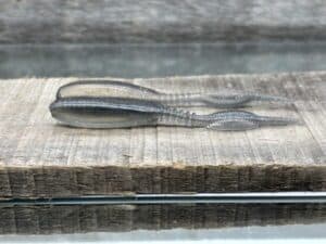 Black Label Custom Soft Plastics - Snapshot 3.8" - Smoke Hologram 10ct